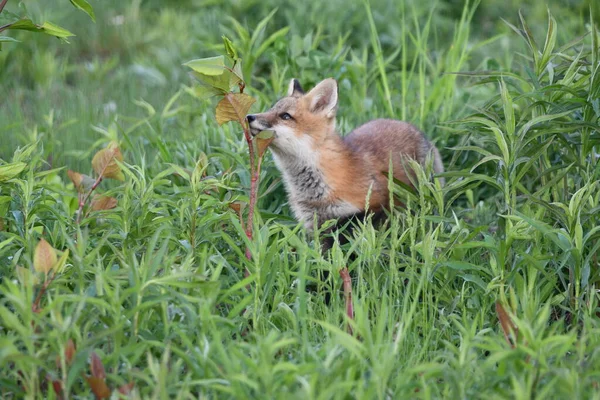 春天的场景里 一只可爱而好奇的小红狐宝宝嗅到了洞外的植物 — 图库照片