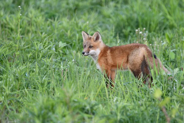 春天的场景 一只可爱而好奇的小红狐宝宝在洞外探索 — 图库照片