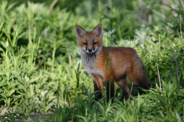 春天的场景 一只可爱而好奇的小红狐宝宝在洞外探索 — 图库照片