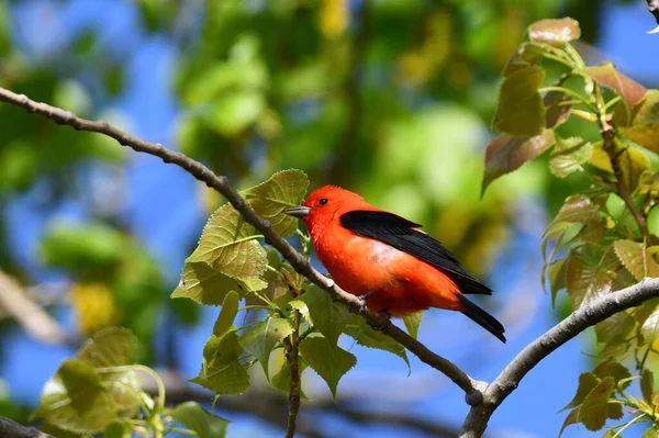 Kolorowy Samiec Szkarłatna Tanager Ptak Siedzący Gałęzi Fores — Zdjęcie stockowe