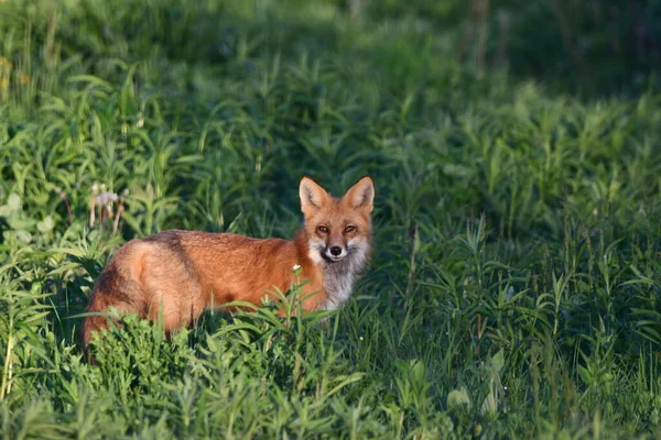 Adult American Red Fox Vigiando Filhotes Entrada Cova — Fotografia de Stock