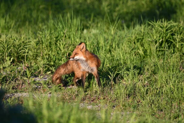 Volwassen Amerikaanse Red Fox Waakt Welpen Bij Ingang Van Het — Stockfoto