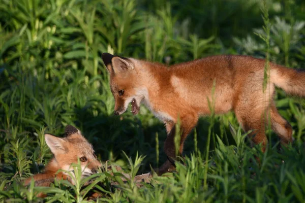 Cena Primavera Bebê Curioso Bonito Red Fox Filhotes Jogando Lado — Fotografia de Stock