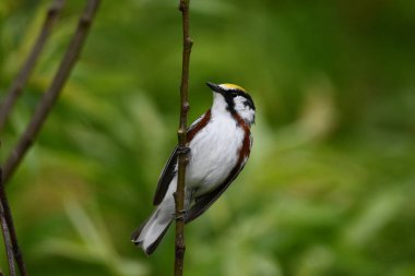 Renkli erkek Kestane Taraflı Warbler üreme renklerini gösteriyor