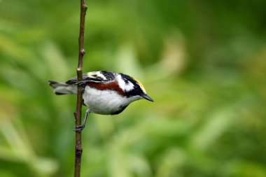 Renkli erkek Kestane Taraflı Warbler üreme renklerini gösteriyor