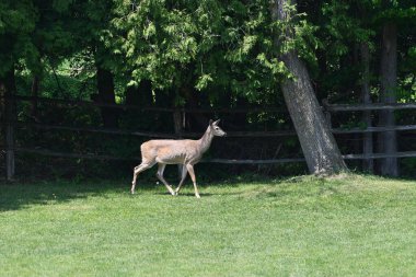iWhte çitli bir at otlağında yürüyen geyiği takip etti.