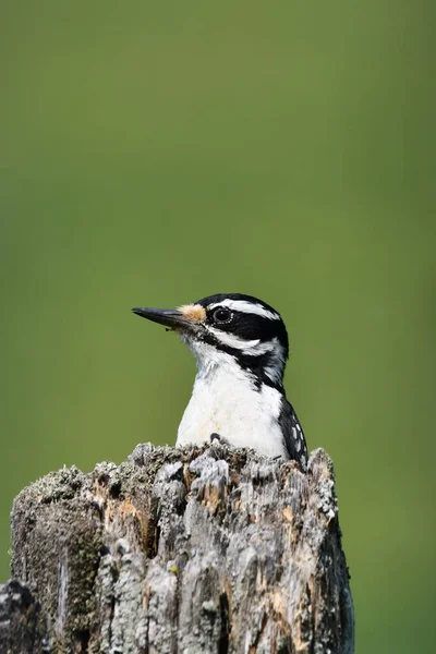 Жінка Волохата Woodpecker Вершині Сільськогосподарського Паркану Пост — стокове фото