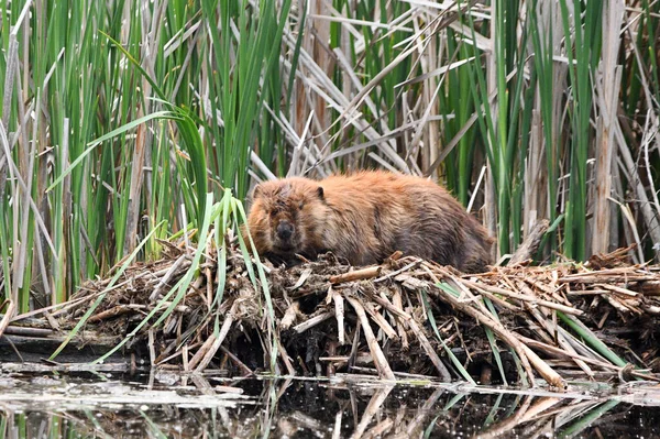 Beaver Resting Pile Reeds Its Den Warm Summer Day — Stock Photo, Image