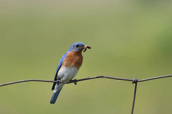 东部的雄性蓝鸟栖息在栅栏上 喙上有毛毛虫 — 图库照片