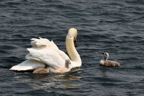 ミュート白鳥水泳オン湖彼女の3赤ちゃんCygnets — ストック写真