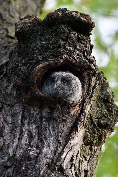 頭を木の穴から出して周りを見回す赤ちゃんの東側のネジフクロウ — ストック写真