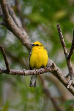 Ormandaki mavi kanatlı Warbler kuşuna yaklaş.