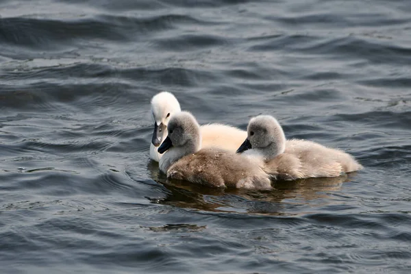 Tres Cisnes Cisnes Bebé Nadando Lago —  Fotos de Stock