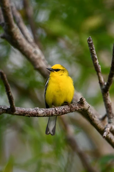 Close Blue Winged Warbler Bird Forest — Stock Photo, Image