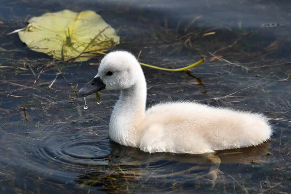 Cisne Bebé Cisne Mudo Nadando Lago —  Fotos de Stock