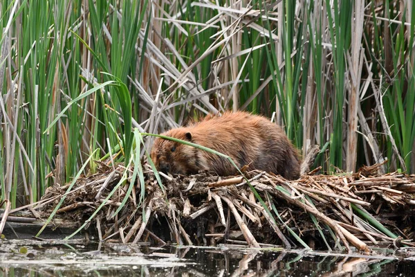 Beaver Sleeping Pile Reeds Its Den Warm Summer Day — Stock Photo, Image