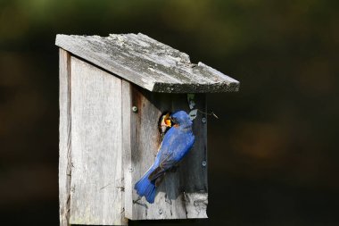 Erkek Doğu Mavi Kuş bir kuş yuvasına tünemiş ve yavru bir mavi kuşu besliyor.