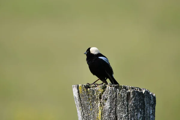 田园篱笆上栖息着一只博博林克鸟的乡村景象 — 图库照片