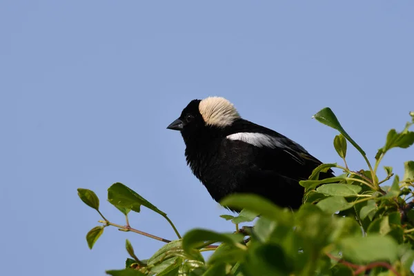 田边灌木丛中栖息着一只波波林克鸟的乡村景象 — 图库照片