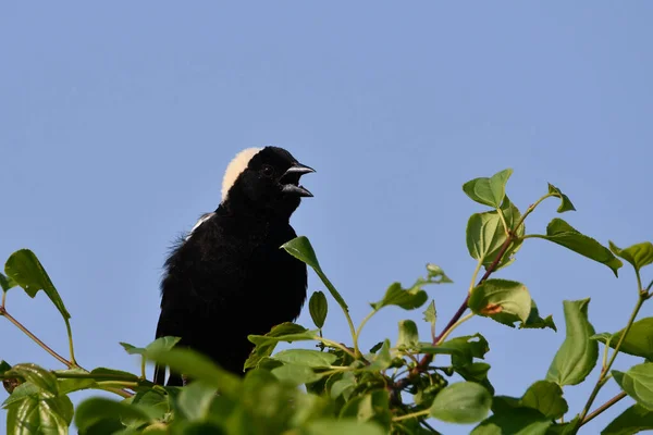 田边的灌木丛中栖息着一只鸣叫的波波林克鸟 — 图库照片