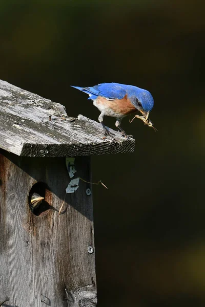 东部的雄性蓝鸟栖息在鸟屋的顶部 嘴里衔着毛毛虫 准备喂一只蓝鸟宝宝 — 图库照片
