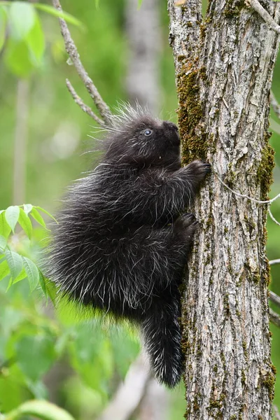 Tatlı Bebek Kirpi Ağaca Tırmanmaya Çalışıyor — Stok fotoğraf