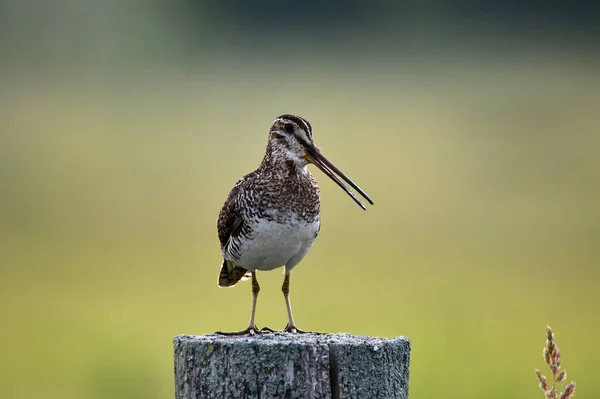 Cantando Wilson Snipe Pássaro Senta Empoleirado Poste Cerca Longo Borda — Fotografia de Stock