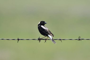 Bir tarım alanının dikenli tellerine tünemiş Bobolink kuşunun kırsal manzarası