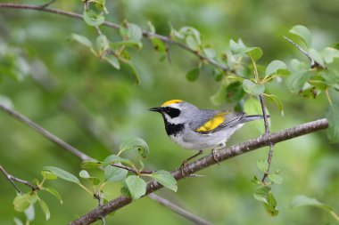 Nadir bulunan bir erkek Altın Kanatlı Warbler 'ın portresi.