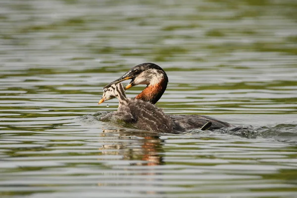 A Red-necked Grebe duck grabs hold of a baby Red-necked grebe duck from a neighboring nest and carries it away by the head to kill it although its parents notice and come save it.