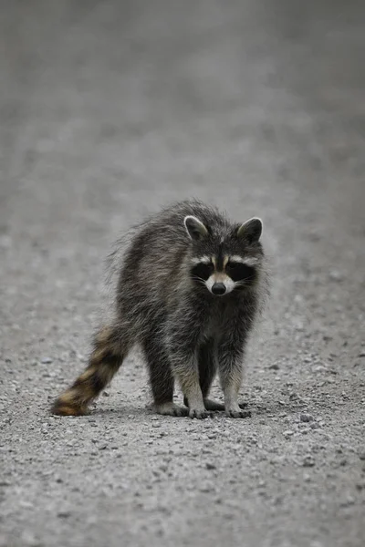 Curious Funny Young Raccoon Wanders Country Road Exploring Food — Stock Photo, Image