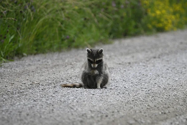 Nieuwsgierige Grappige Jonge Wasbeer Zit Een Landweg Verzorgt Zichzelf — Stockfoto