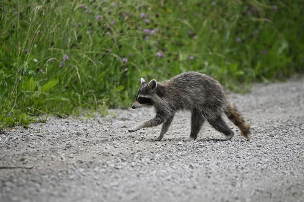 好奇有趣的年轻浣熊漫步在乡间小路上寻找食物 — 图库照片