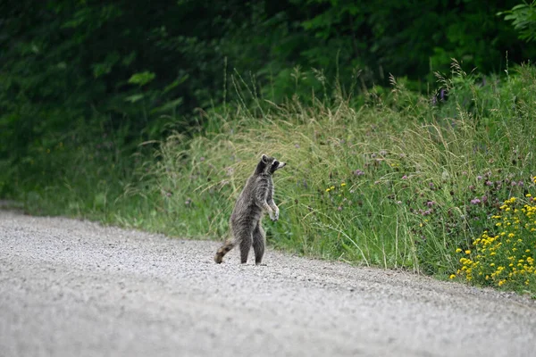 Nieuwsgierig Grappige Jonge Wasbeer Dwaalt Langs Een Landweg Zoek Naar — Stockfoto