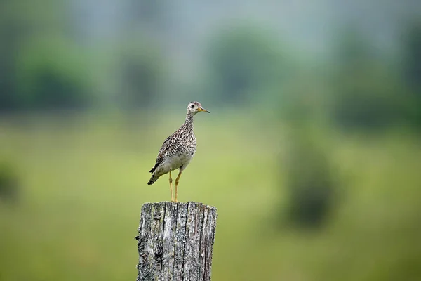 Upland Sandpiper Sits Perched Fence Post — стоковое фото