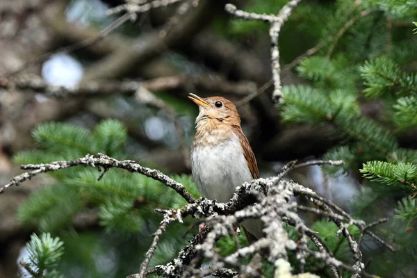 Tordo Veery Uccello Appollaiato Ramoscello Coperto Muschio Nella Foresta — Foto Stock