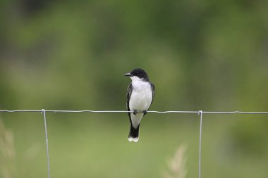 Tellerin üzerine tünemiş bir Doğu Kingbird 'ün kır manzarası