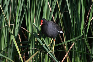 Yetişkin Gallinule Moorhen ya da bataklıkta tünemiş bataklık tavuğu.