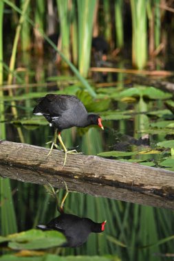 Yetişkin Gallinule Moorhen ya da bataklıktaki bataklık tavuğu Serseri tahtasında dengede duruyor.