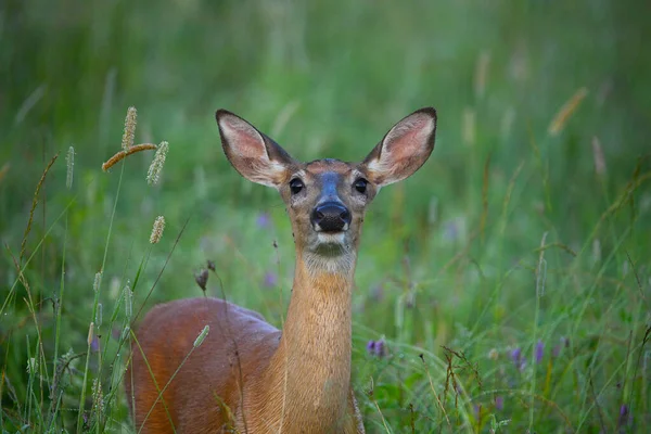 白铁鹿在夏天的草地上警戒着 环顾四周 — 图库照片