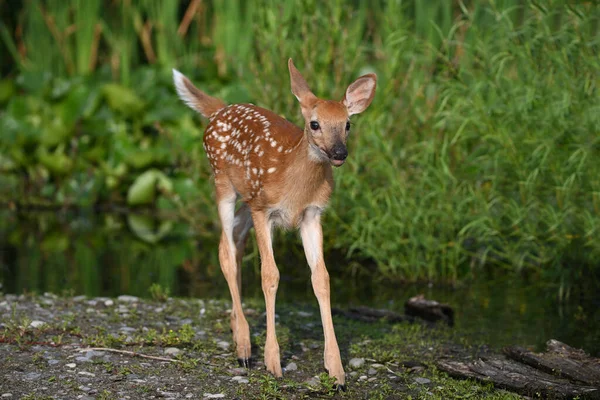 在最近的热浪中 一只可爱的小白尾鹿宝宝在沼泽地探险 — 图库照片