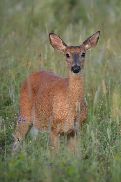 在夏日草甸警戒线上的一只白尾鹿的近照并环视四周 — 图库照片