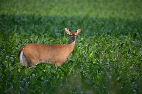 白尾鹿穿过膝盖高的玉米地 — 图库照片