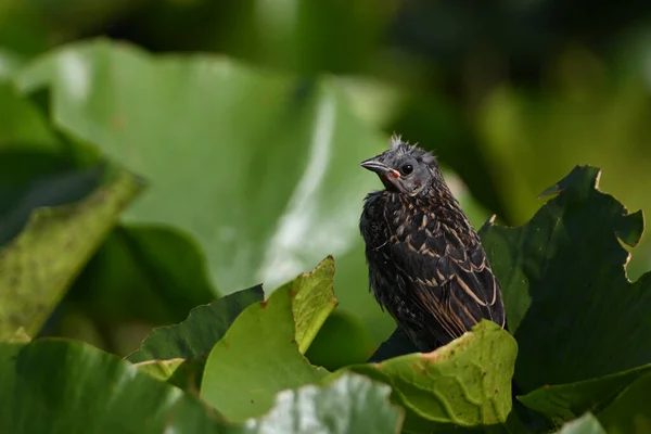 Baby Red Bevingade Blackbird Sitter Ensam Uppflugna Liljor Ett Kärr — Stockfoto