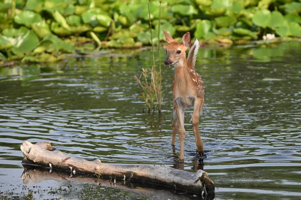在最近的热浪中 一只可爱的小白尾鹿宝宝在沼泽地探险 — 图库照片