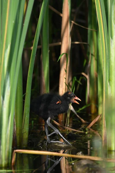 stock image Ugly baby Common Gallinule Moorhen or swamp chicken in marshUgly baby Common Gallinule Moorhen or swamp chicken in marsh