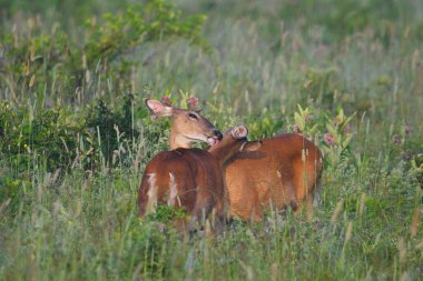 İki beyaz kuyruklu geyik yaz otlağında birbirlerini kaşıyorlar.