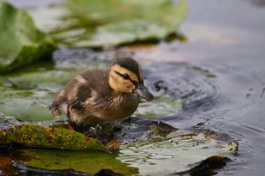 Sevimli küçük bebek Mallard ördek yavrusu nilüfer yaprağının tepesindeki sulak arazide yürüyor.