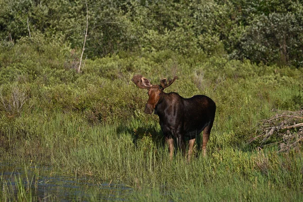 Summer Scene Bull Moose Walking Marsh Grazing — Stock Photo, Image