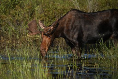 Bir boğa geyiğinin bataklıkta yürüdüğü yaz sahnesi. 
